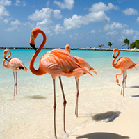 جزیره آروبا قلب تپنده‌ی دریای کارائیب