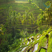 جاذبه های بالی 